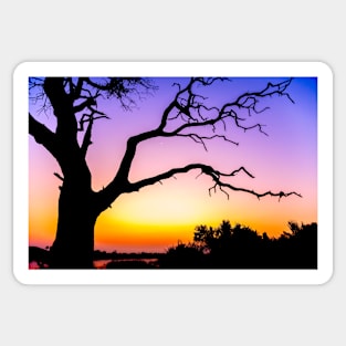 Tree At Sunset Sticker